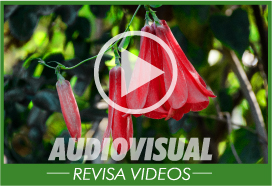 audiovisual2